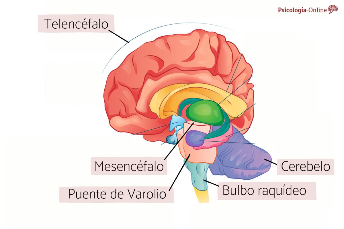Telencéfalo: qué es, partes y funciones