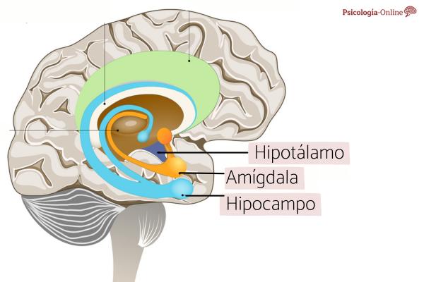 Amígdala cerebral: qué es, ubicación, partes y funciones