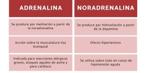 Diferencias entre adrenalina y noradrenalina