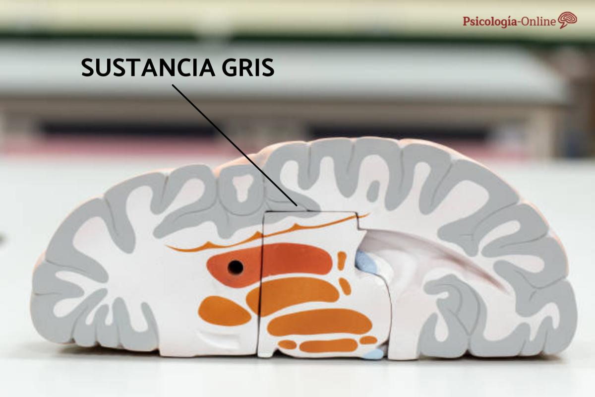 Sustancia gris del cerebro: qué es: ubicación, funciones y cómo aumentarla