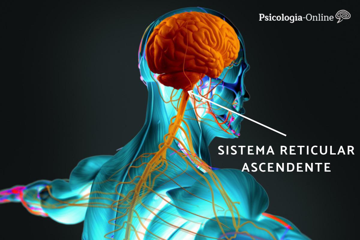 Sistema reticular ascendente: o que é, partes, funções e como ativá-lo