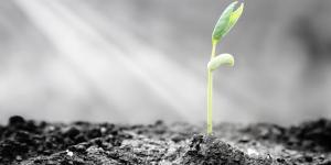 Resiliência: o que é e como ser resiliente