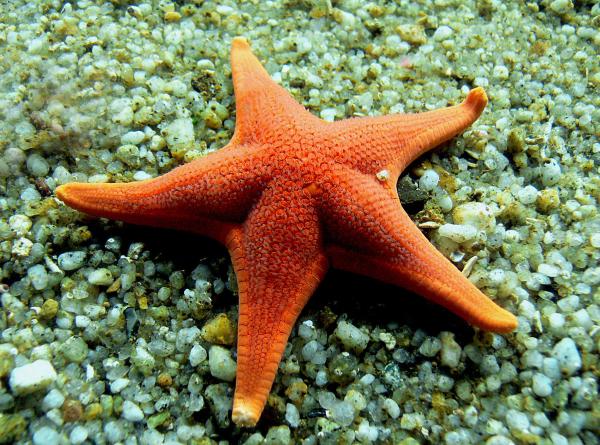 O que significa sonhar com estrelas - O que significa sonhar com estrelas do mar