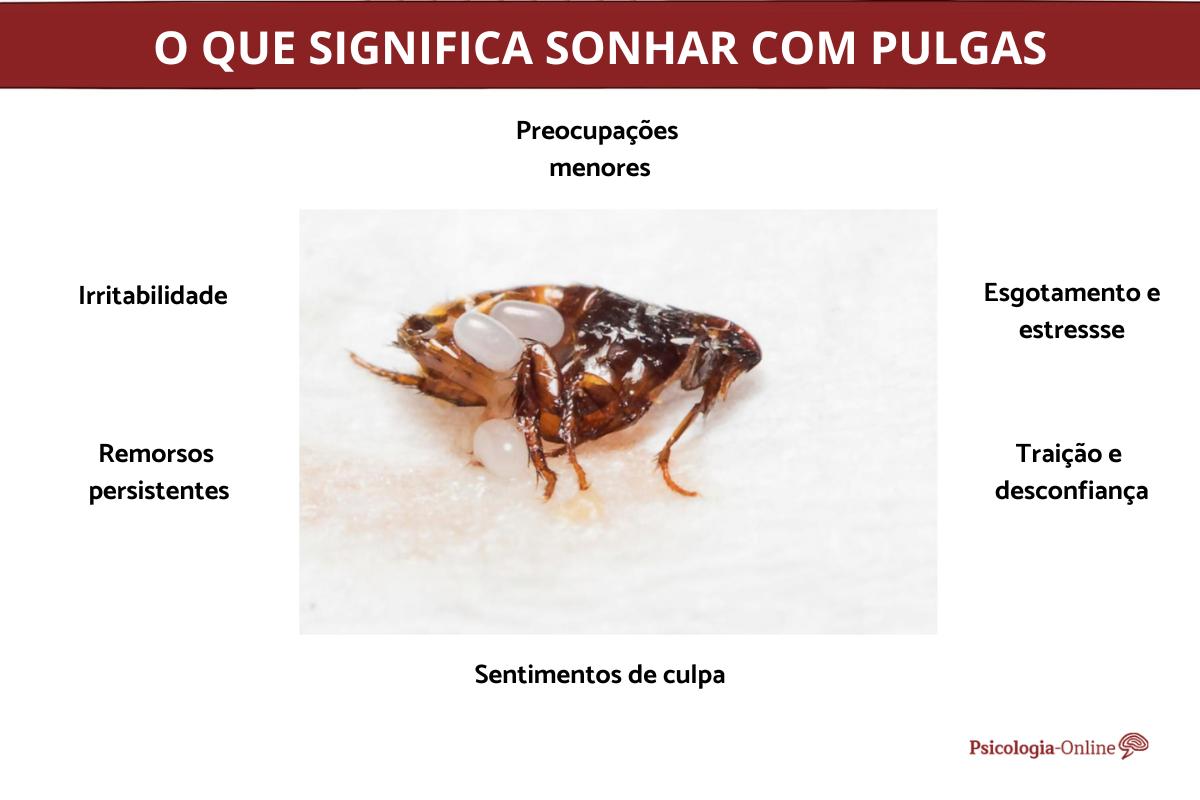 O que significa sonhar com pulga