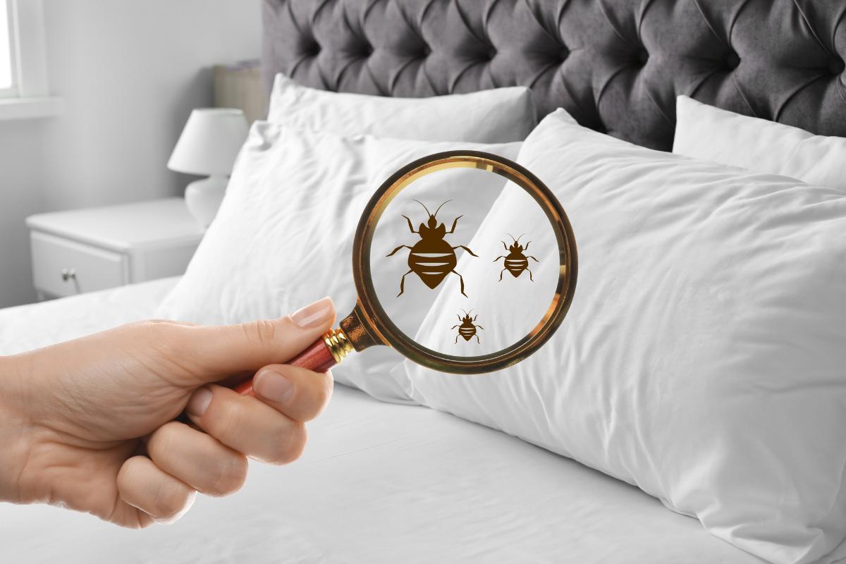 O que significa sonhar com pulga - Interpretação dos sonhos