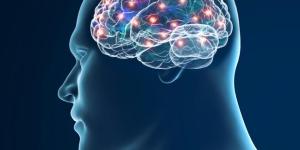 O que é sistema nervoso central: anatomia e funções