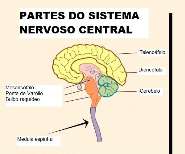 O que é sistema nervoso central: funções e anatomia - RESUMO