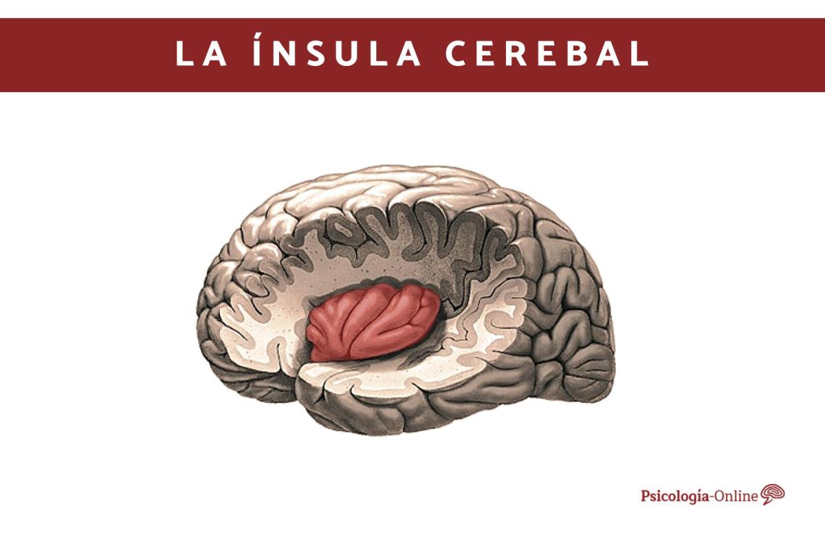 Ínsula cerebral: o que é, localização, partes e sua função