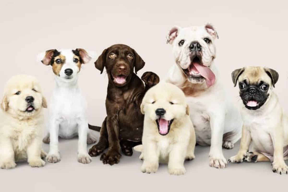O que significa sonhar com filhote de cachorro: todas as interpretações