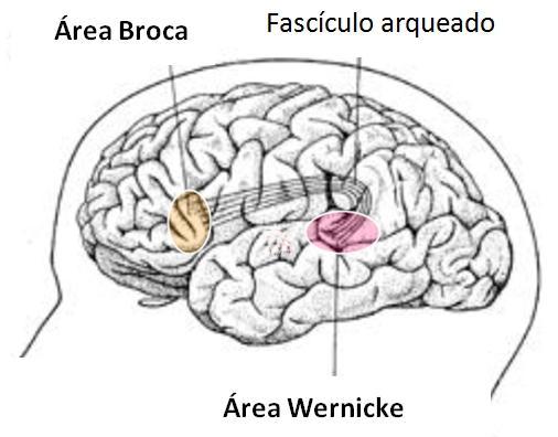 Área de Broca e Wernicke: função e diferenças - Diferença entre área de Broca e Wernicke