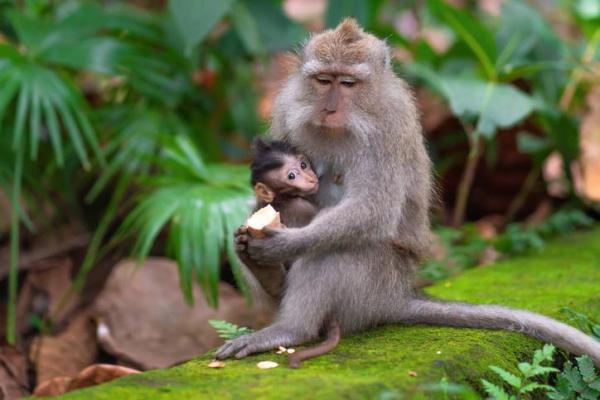 O que significa sonhar com macaco
