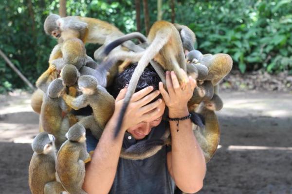 O que significa sonhar com macaco - O que significa sonhar com macaco atacando