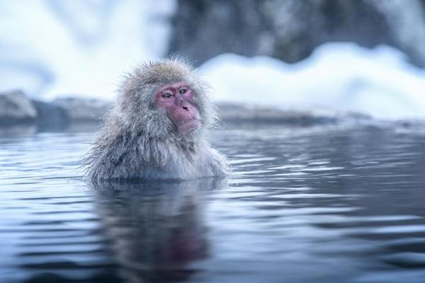 O que significa sonhar com macaco - O que significa sonhar com macaco branco