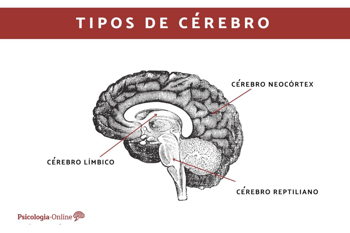 Cérebro límbico, reptiliano e neocortex e suas funções