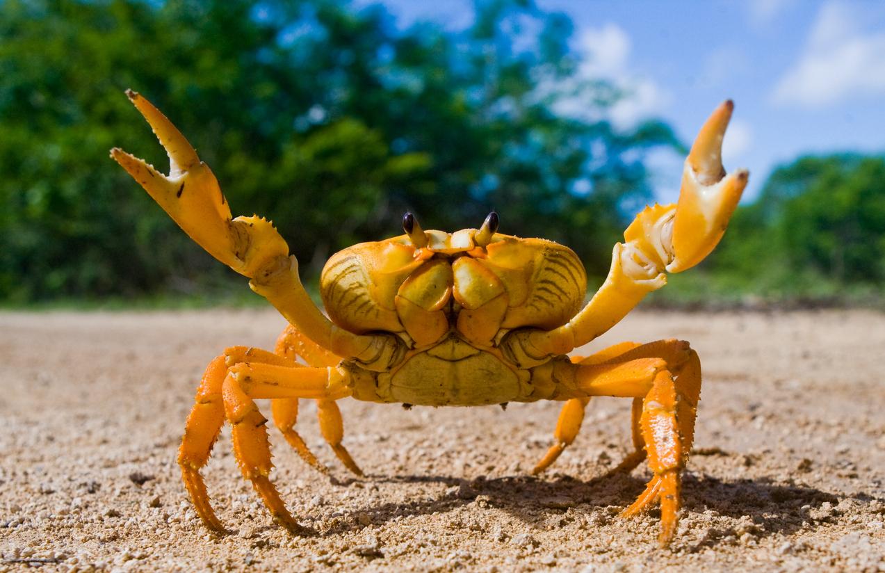 O que significa SONHAR com CARANGUEJO em detalhes