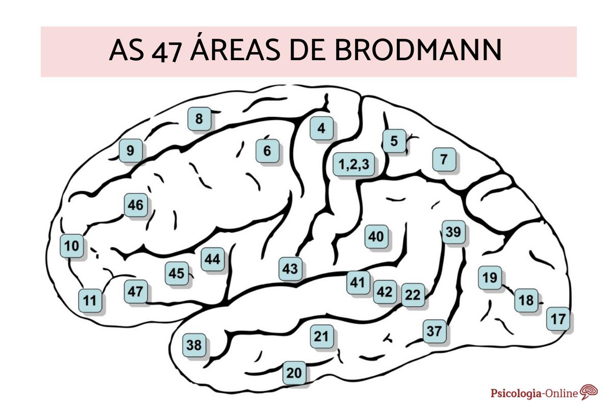 As 47 áreas de Brodmann: nomes e funções