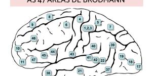 As 47 áreas de Brodmann: nomes e funções