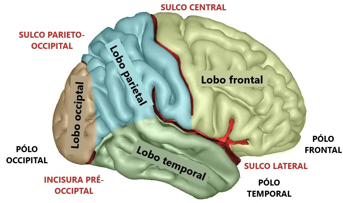 Córtex cerebral: áreas e funções corticais - IMAGENS e ESQUEMAS