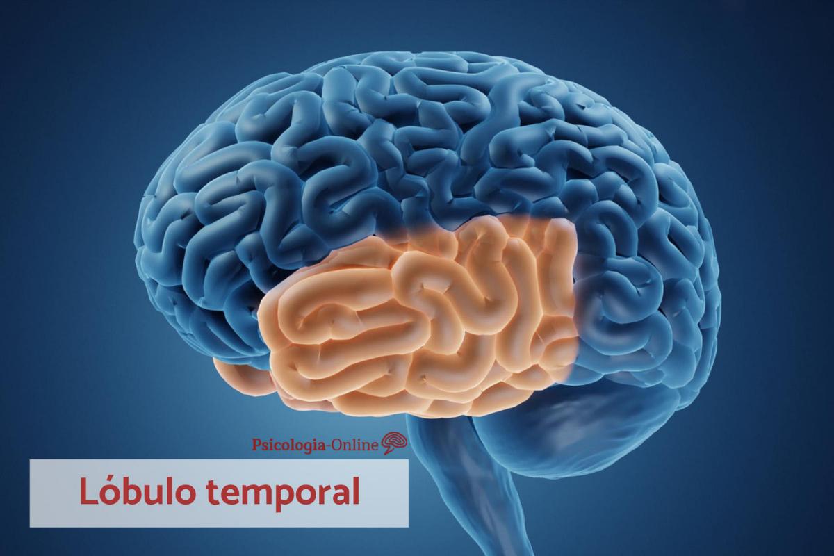 Lóbulo temporal: função, áreas, características e lesões