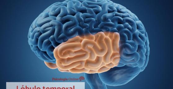 Lóbulo temporal: função, áreas, características e lesões
