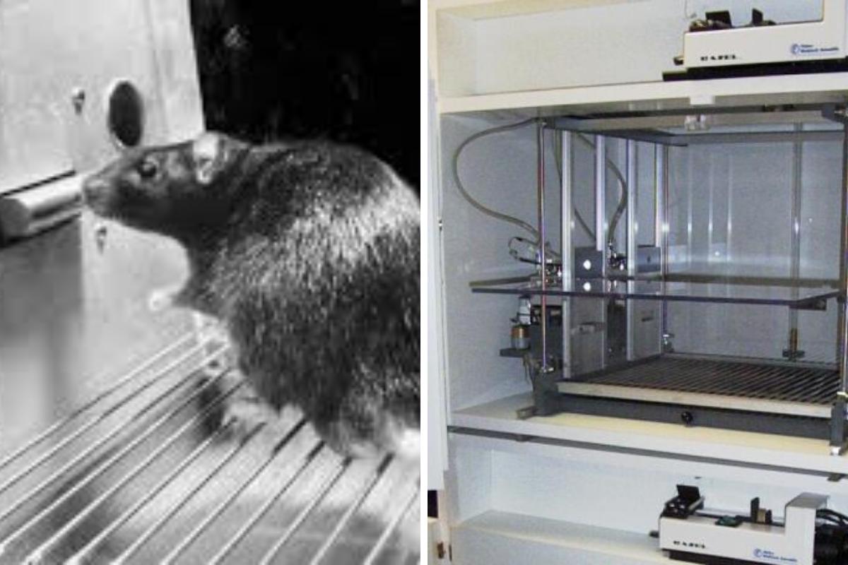 A caixa de Skinner: em que consiste este experimento