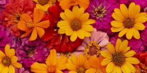O que significa sonhar com flores