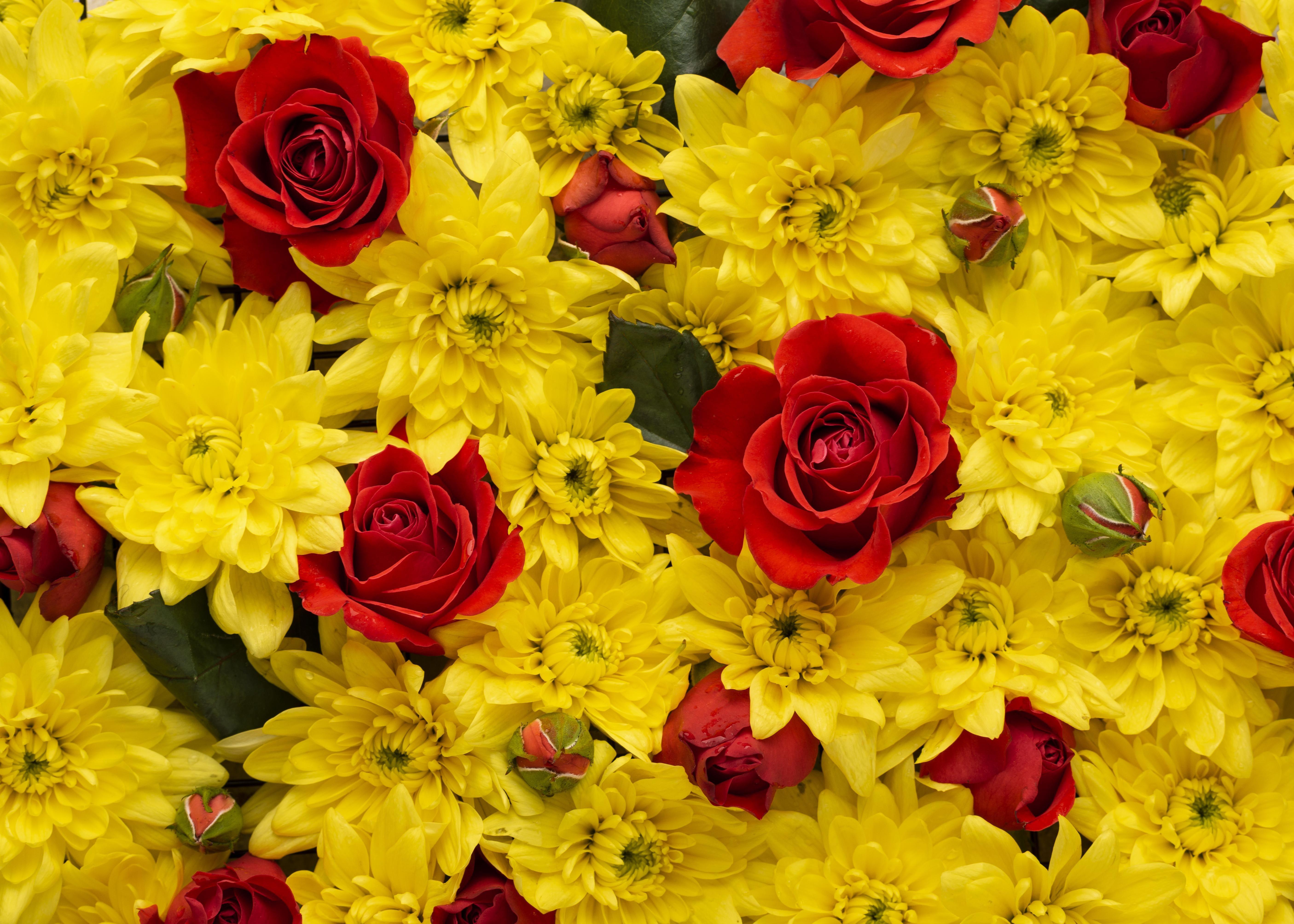 O que significa sonhar com flores - Interpretação dos sonhos