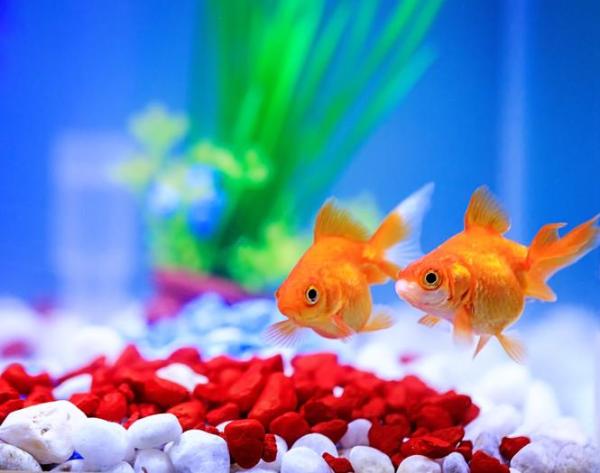 O que significa sonhar com peixe