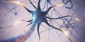 Tipos de neurônios: função e anatomia