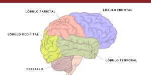 Transtornos neurocognitivos: o que são, tipos, causas e tratamento