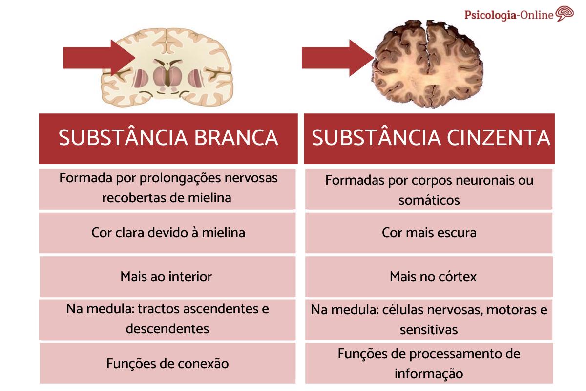 Diferença entre substância branca e a cinzenta do cérebro