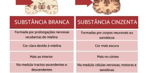 Diferença entre substância branca e a cinzenta do cérebro