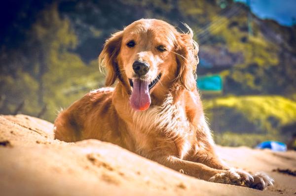 Como enfrentar o luto por animais de estimação - 3. Crie um espaço para memórias