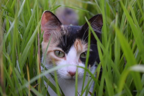 Como enfrentar o luto por animais de estimação - 4. Não se compare a outras pessoas
