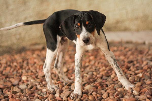Como enfrentar o luto por animais de estimação - 5. Encontre formas de expressar sua dor
