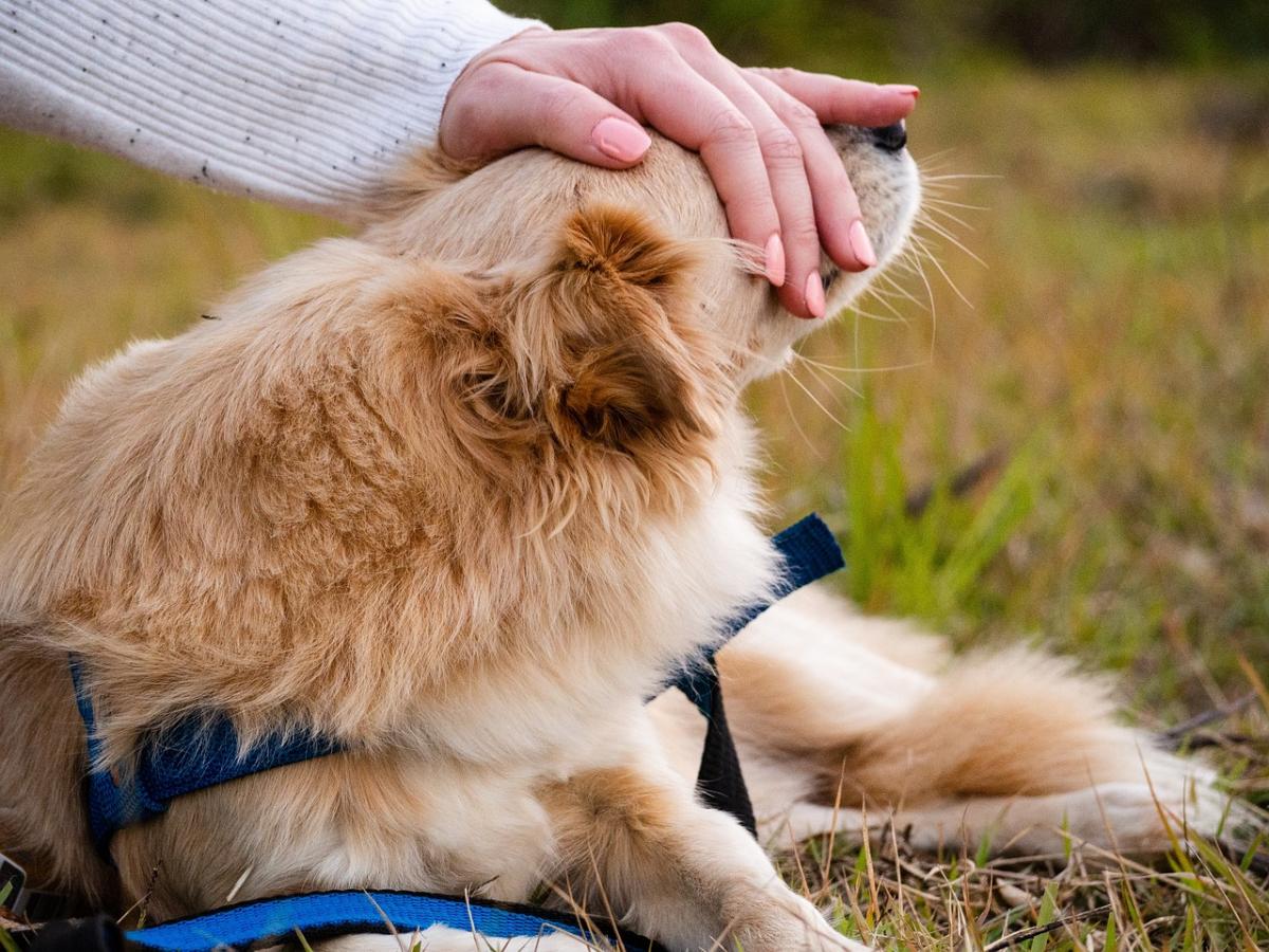 Como enfrentar o luto por animais de estimação