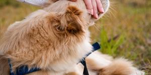 Como enfrentar o luto por animais de estimação