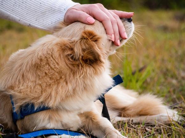 Como enfrentar o luto por animais de estimação