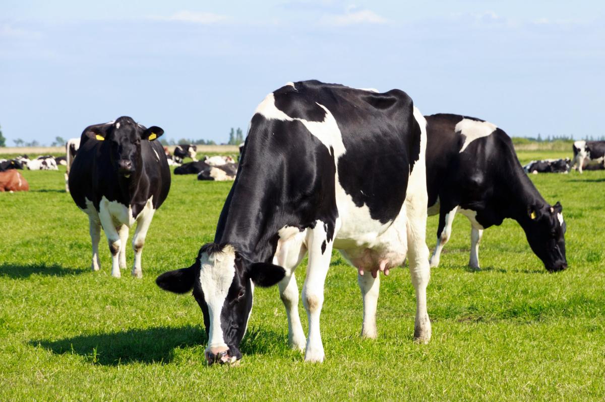 O que significa sonhar com vaca correndo atrás da gente